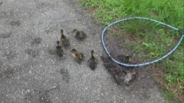 Stoneham Ducklings net 