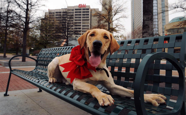 Marley, the Dog from "Marley and Me", Visits Various Atlanta Landmarks 