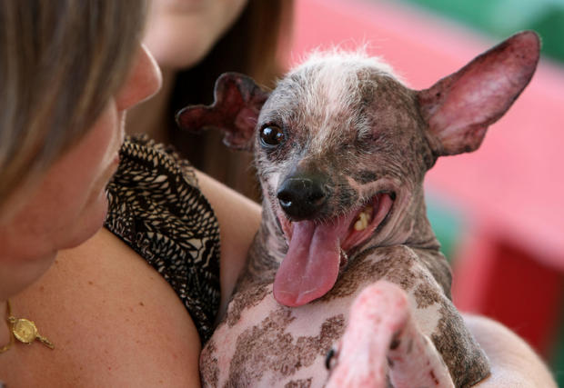 Sonoma-Marin Fair Host Annual Ugliest Dog Contest 