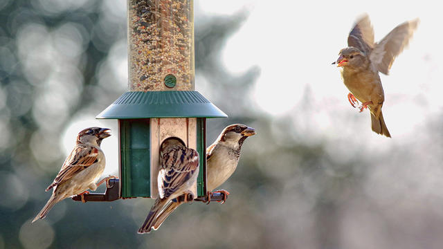 bird-feeder.jpg 
