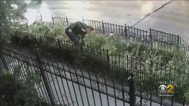 LakeviewRoseBushThief-10.png 