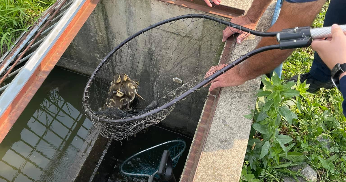 Dyer, Indiana Firefighters, Police Officers Rescue Ducklings That Fell