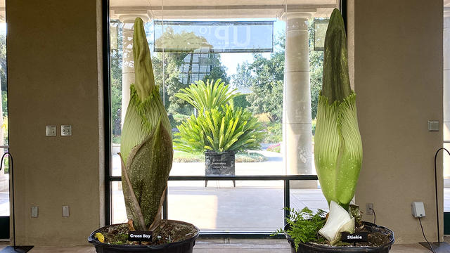 corpse-flowers-huntington-library.jpg 