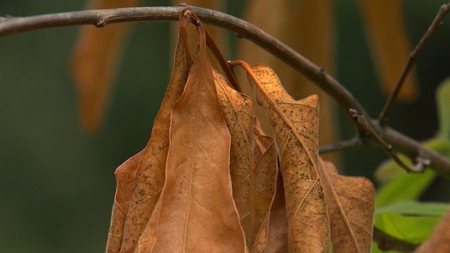 Minneapolis-tree-during-drought.jpg 
