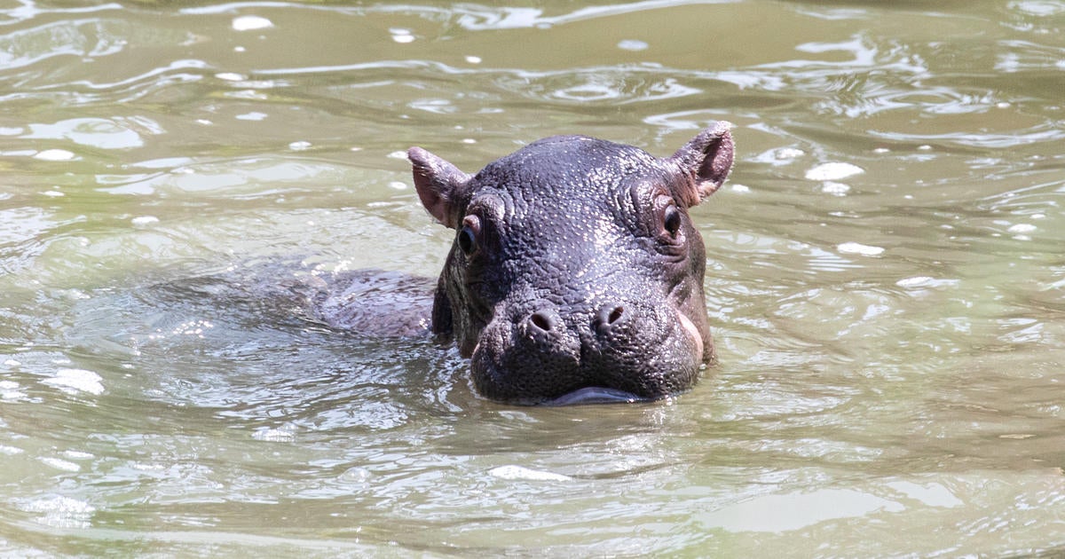 Baby Hippo Born At Cheyenne Mountain Zoo In Colorado Springs - CBS Boston