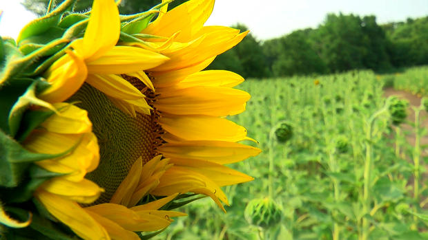 Buffalo Sunflower Field 