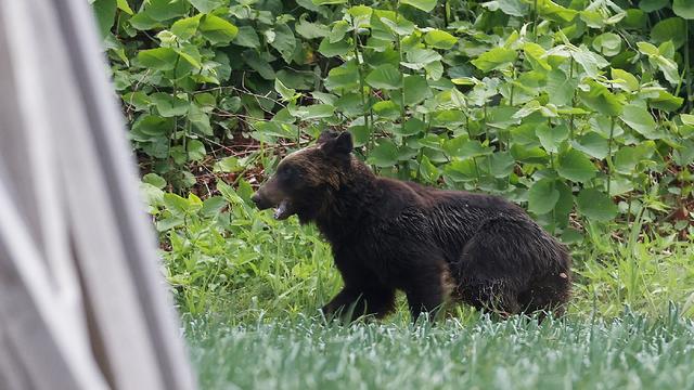 JAPAN-ANIMAL-BEAR 