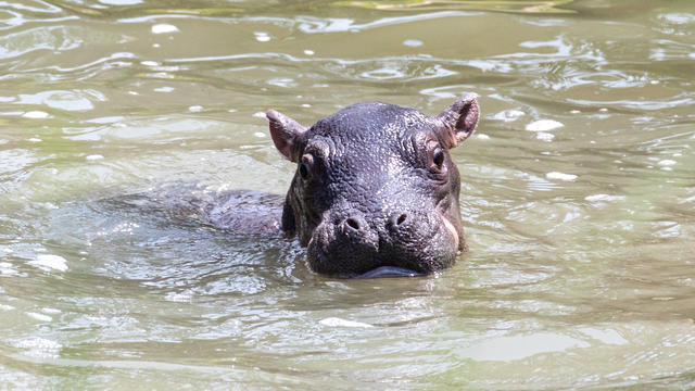 CMZoo-Hippo-Zambezis-baby-1.jpg 