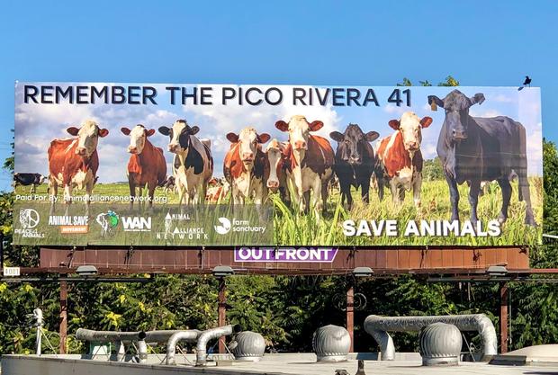 Billboard Goes Up In Pico Rivera To Remember Escaped Cows 