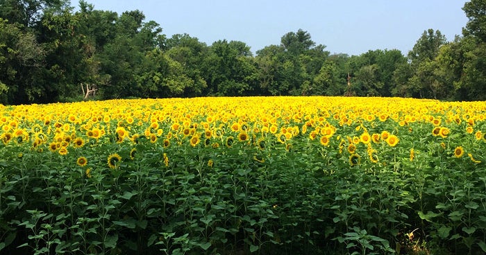 Grab Your Camera Sunflower Field In Bloom In Montgomery County CBS