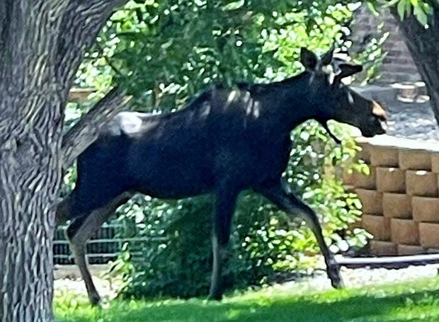 moose rescue (CPW)6 