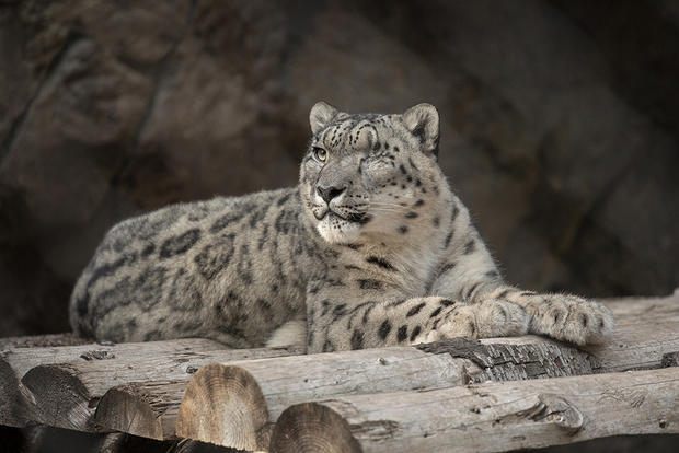 Snow leopard Ramil 