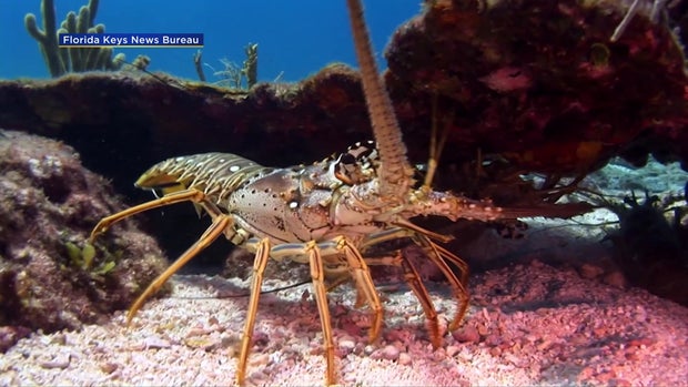 Florida Lobster