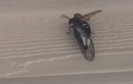 Cicada killer 