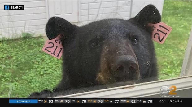bear 211 dies aiello 