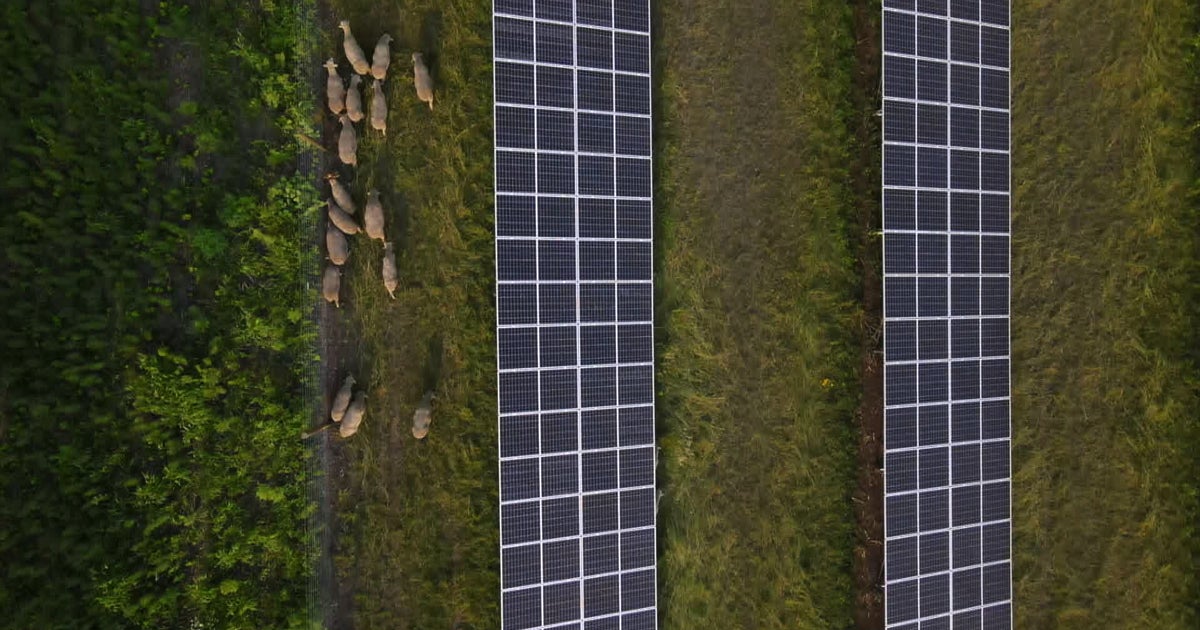 Sheep Help Restore Native Prairie Habitat On Waseca Solar Farm - CBS ...