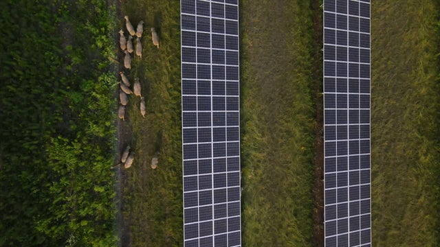 Solar-Farm-Sheep.jpg 