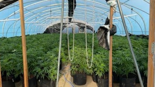 illegal-marijuana-grow-delta-county-sheriffs-office2.jpg 