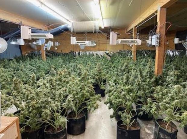 illegal marijuana grow (delta county sheriff's office) 