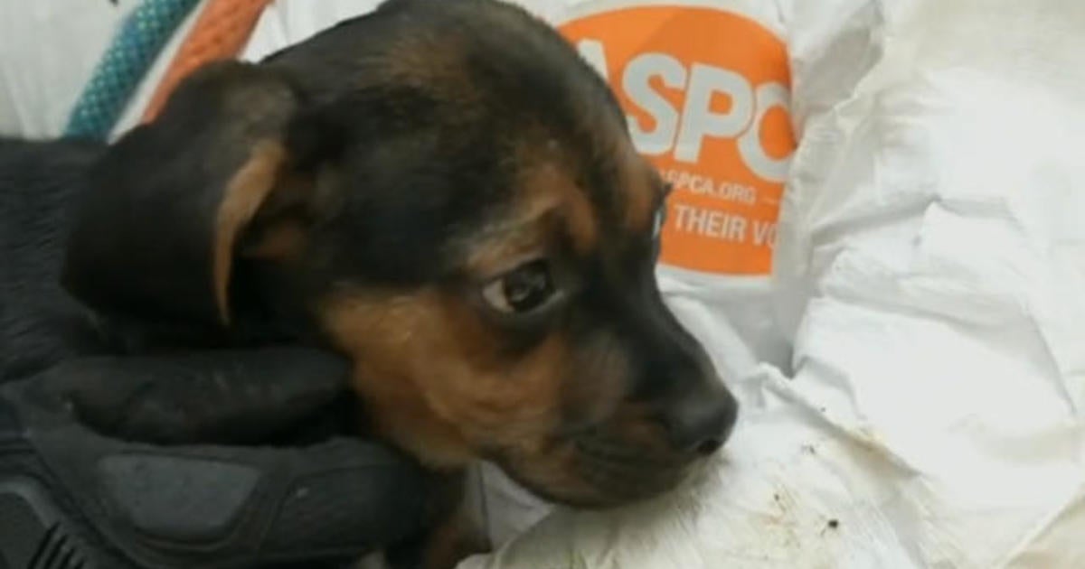 ASPCA faces criticism from local animal welfare groups