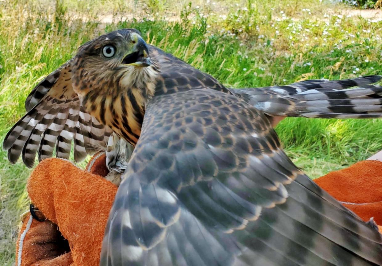 Unable To Fly, CPW Sends Sharp-Shinned Hawk To Pueblo Wildlife Center ...