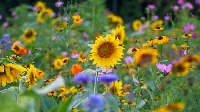 Rocky-Gap-Sunflowers.jpg 