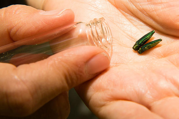 Emerald Ash Borer 