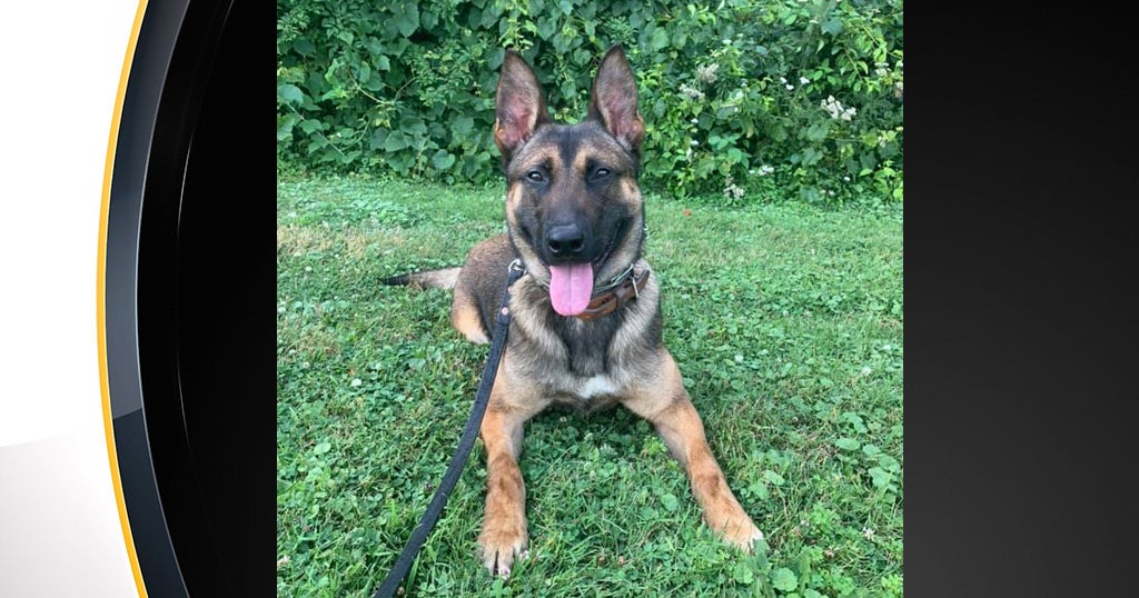 Robinson Township Police Department Newest K9 'Rocky' After