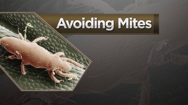 avoiding-mites.jpg 