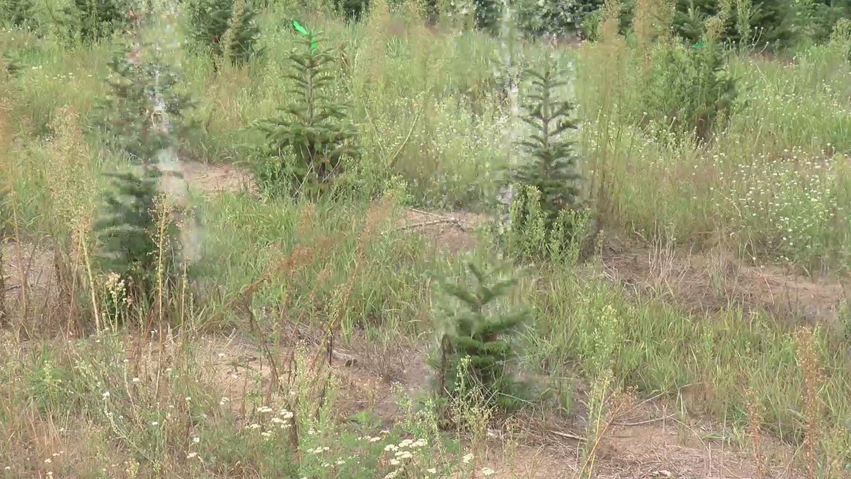 Young Christmas Trees 