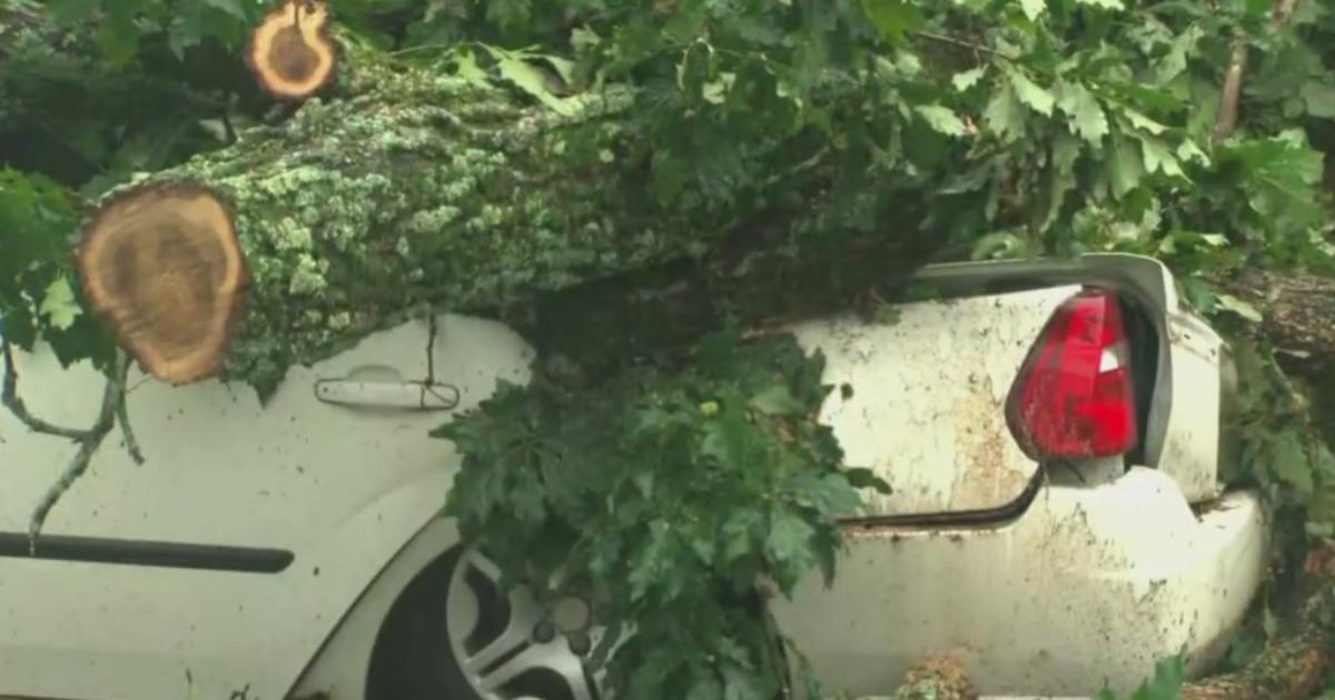 It Kind Of Freaked Me Out Huge Tree Crushes Car Knocks Out Power In Brockton Cbs Boston