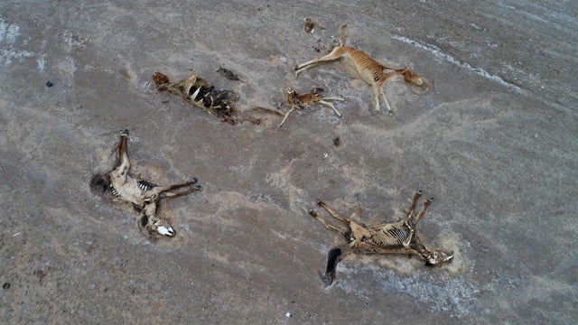 Severe drought causing livestock starvation affects herders in Kazakh province 
