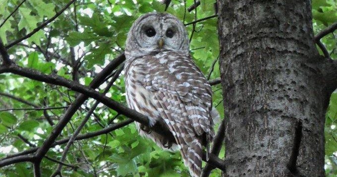 New York City's beloved barred owl dies after being struck by Central