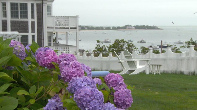 hydrangea-summer-by-the-sea.jpg 