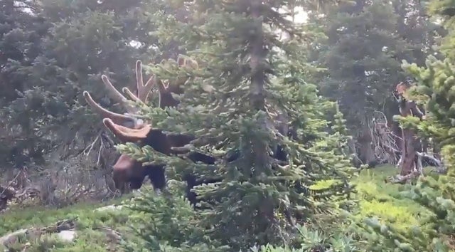 moose clear creek county 