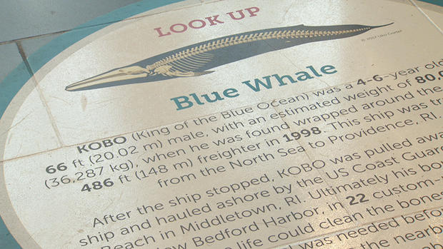 kobo the blue whale 