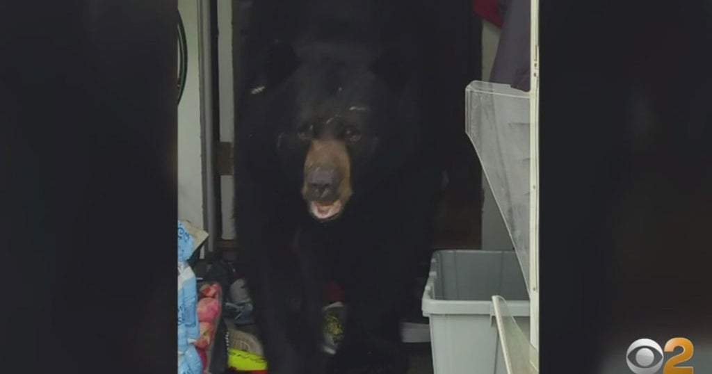 Family Says 2 Bears Got Into Connecticut Home, Smashed Through Living