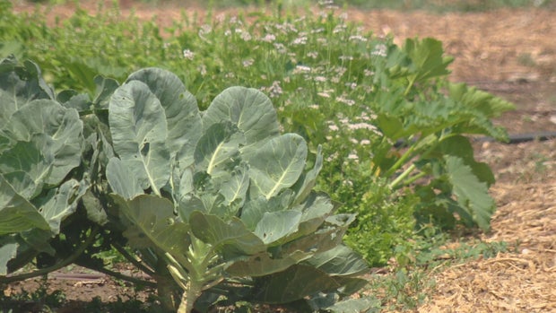 AURORA REFUGEE FARM 63VO.transfer_frame_409 