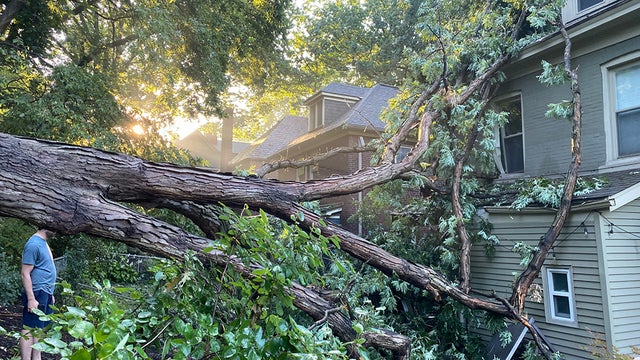 tree-into-home-edgewood.jpg 