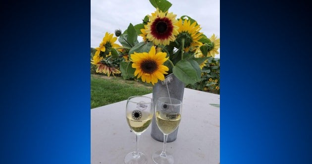 Thurmont's Winterbrook Farms To Hold Sunflower Festival In September