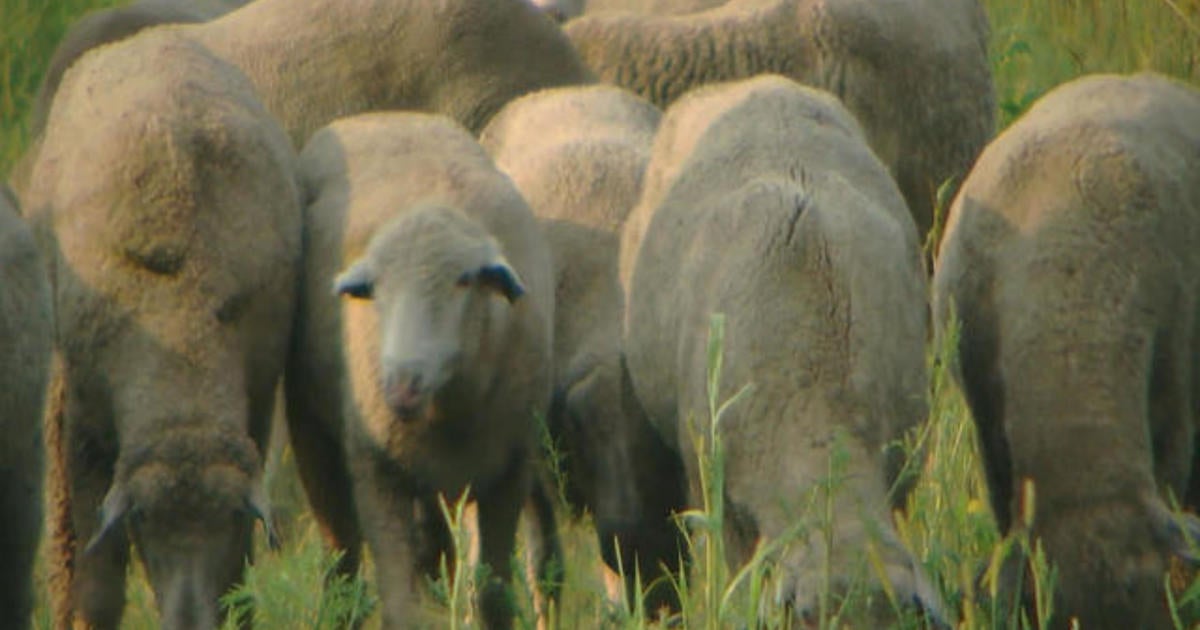 Sheep help restore native habitat on Waseca Solar Farm - CBS News