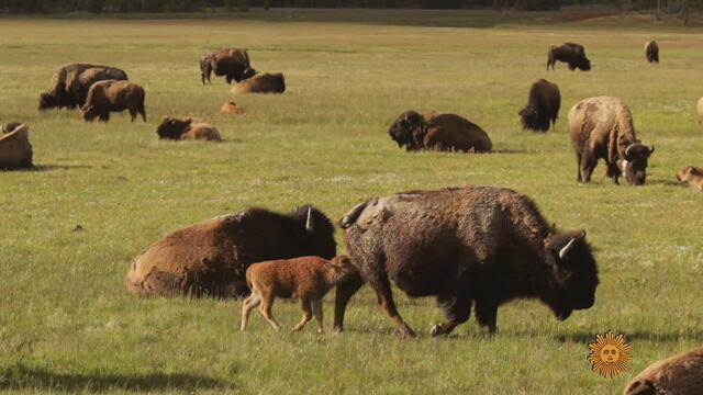 bison-772035-640x360.jpg 