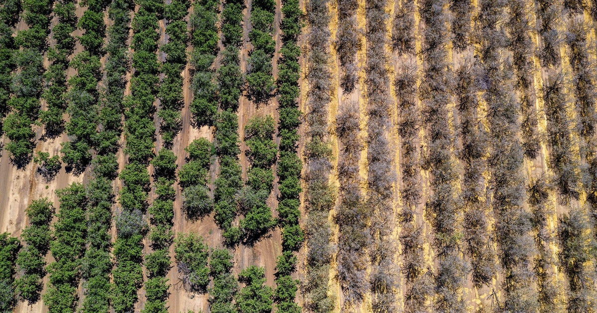 Historic drought could torch California's 6 billion almond industry