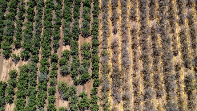 California's Drought Is So Bad That Almond Farmers Are Ripping Out Trees 