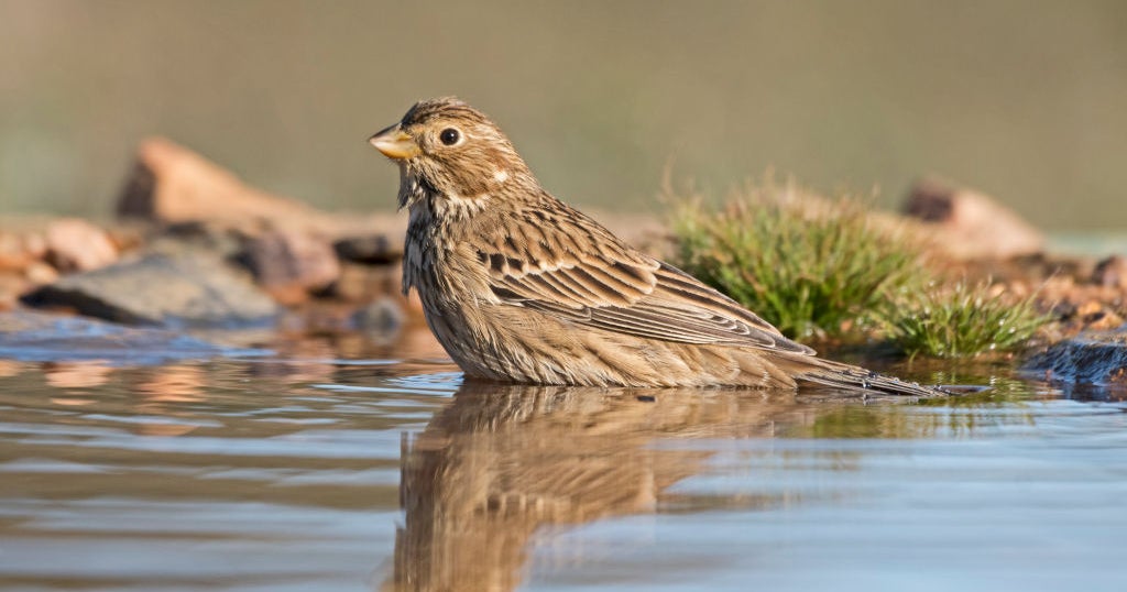 State Officials Say Bird Feeding Can Resume As Mysterious Illness