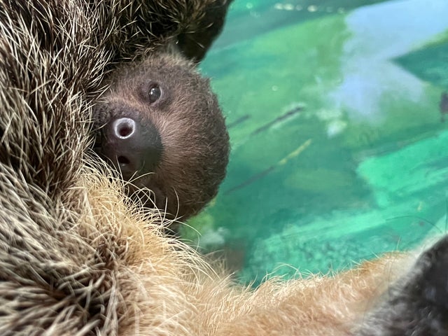 Linne's two-toed sloth baby - photo by Courtney Hamm, Senior Zookeeper-2 