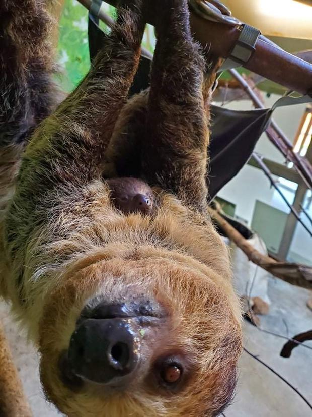 sloth baby - Landon Shadoff - Senior Zookeeper 