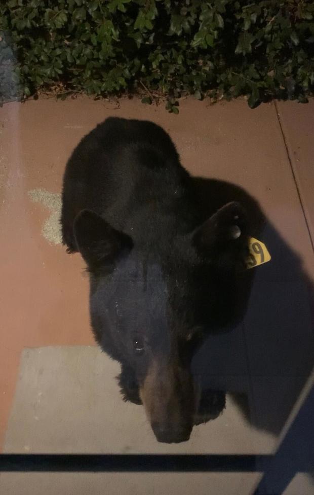 Bear Spotted Several Times In Simi Valley Neighborhood 
