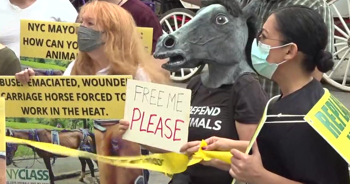 Carriage Horse Controversy Swirls After Fresh Allegations Of Abuse