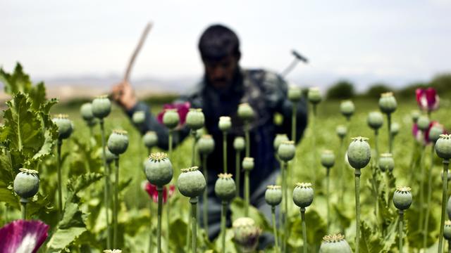 Illegal Drugs In Afghanistan 